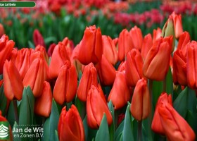 Tulipa Lalibela (3)